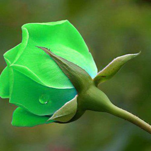 دیاری خدا نوید زردی
